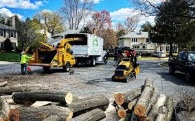 How Our Tree Care Process Works  in Deshler, OH